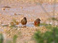 Bluthänfling Pärchen (rechts Männchen, links Weibchen) beim baden in einer Pfütze, Mallorca, Ort: Sa Coma im Naturschutzgebiet Punta de n’Amer im April 2013