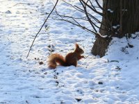 Eichhörnchen im Schnee im großen Garten Dresden im Januar 2013