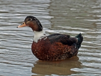 Mischung aus Stockente und anderer Ente, Elbe Pirna im Februar 2013