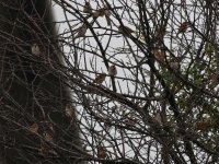 Schwarm Feldsperlinge in einem Baum, Sachsen nähe Radeburg im Oktober 2013