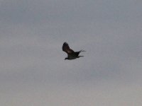 Fischadler Jungvogel, Radeburger Stausee im September 2013
