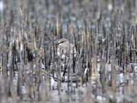 Flussregenpfeifer Jungvogel, Flugplatz Riesa-Göhlis auf einem überschwämmten Feld im September 2013