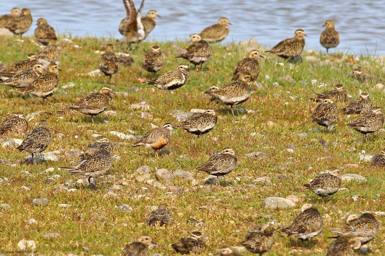 einige von ca. 700 Goldregenpfeifer, Ostsee, Insel Fehmarn, NABU Wasservogelreservat Wallnau, August 2015