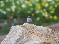 Grauschnäpper, Mallorca, Ort: Sa Coma im Naturschutzgebiet Punta de n’Amer im April 2013