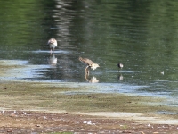 Kampfläufer Männchen im Übergang zum Schlichtkleid. Federkragen ist fast abgelegt. Teichgebiet Zschorna, breiter Teich Nordufer, Juli 2014