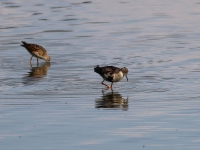 Kampfläufer rechts Männchen links Weibchen im Übergang zum Schlichtkleid. Teichgebiet Zschorna, breiter Teich Nordufer, Juli 2014