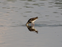 Kampfläufer Männchen, im Übergang zum Schlichtkleid. Teichgebiet Zschorna, breiter Teich Nordufer, Juli 2014