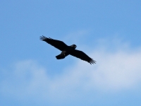 Kolkrabe im Flug, typisch ist der im Flug keilförmige Schwanz, Frauenteich Moritzburg am 01.10.2013