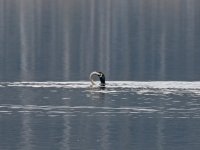Kormoran im Kampf mit einem Aal, Breiter Teich Zschorna im März 2013