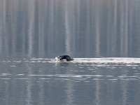 Kormoran im Kampf mit einem Aal, Breiter Teich Zschorna im März 2013
