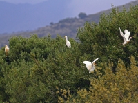 Kuhreiher Gruppe, Mallorca im Naturschutzgebiet S'Albufera im April 2013