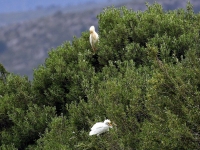2 Kuhreiher, Mallorca im Naturschutzgebiet S'Albufera im April 2013