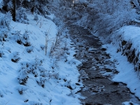 Winterwald in Schellerhau Januar 2013