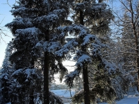 Winterwald in Schellerhau Januar 2013