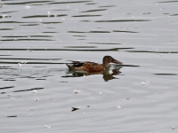 Löffelente Männchen im Sommerkleid, Teichgebiet Zschorna, breiter Teich, August 2014