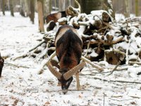 europäischer Mufflon im Wildgehege Alberpark Dresdner Heide