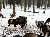 europäischer Mufflon, Rudel im Wildgehege Alberpark Dresdner Heide