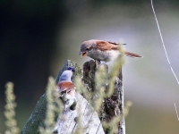 Neuntöter Männchen füttert diesjährigen Jungvogel, Lüttichau (Sachsen), August 2014