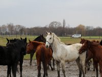Gruppe Pferde im Reiterhof und Pension Kunze in Wurzen