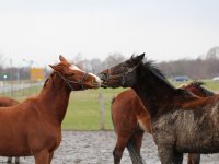2 sich neckende Pferde im Reiterhof und Pension Kunze in Wurzen