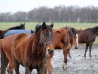 Pferd im Reiterhof und Pension Kunze in Wurzen