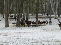 Rothirsch Rudel im Wildgehege Moritzburg Januar 2013