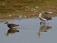 2 Rotschenkel, Ostsee, Insel Fehmarn, NABU Wasservogelreservat Wallnau, August 2015