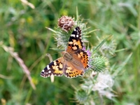 Schmetterling und Edelfalter Distelfalter, Kap Arkona Insel Rügen im August 2013