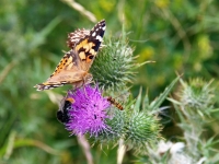 Schmetterling und Edelfalter Distelfalter, Kap Arkona Insel Rügen im August 2013