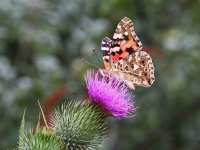 Schmetterling und Edelfalter Distelfalter Unterseite, Kap Arkona Insel Rügen im August 2013
