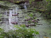 Höckerschwan mit 8x Nachwuchs beim schlabbern der grünen Wasseroberfläche, Wolgastsee Insel Usedom im August 2013