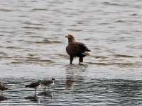 Seeadler adult, Teichgebiet Zschorna, breiter Teich Nordufer, September 2014