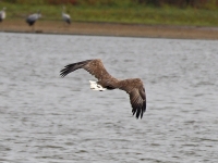 Seeadler adult, Teichgebiet Zschorna, breiter Teich Nordufer, September 2014