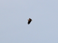 Seeadler adult (erwachsen) im Flug, in der Nähe von Meißen im April 2013