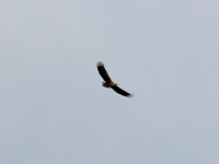Seeadler adult (erwachsen) im Flug, in der Nähe von Meißen im April 2013