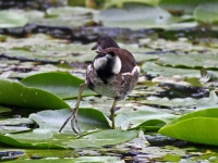 Teichhuhn Jungvogel (Jugendkleid), Insel Usedom, Ort Stolpe an einem kleinen See im August 2013