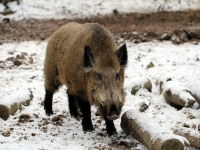 Wildschwein im Wildgehege Moritzburg Januar 2013